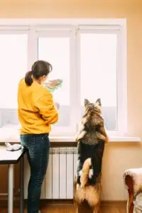 Woman Of Fifty In Yellow Sweater Washes Dusty Window In Apartment. 50 Year Old Woman Cleans Windows