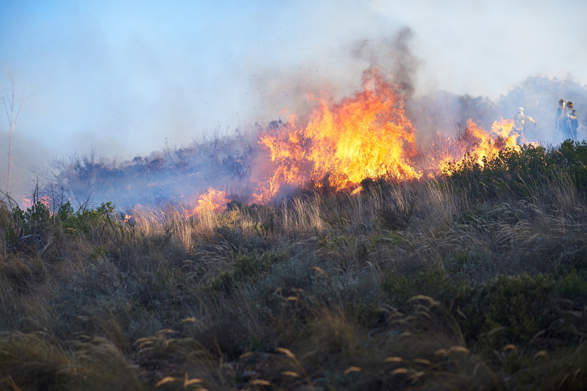 Burning everything in its path. Shot of a wild fire burning.